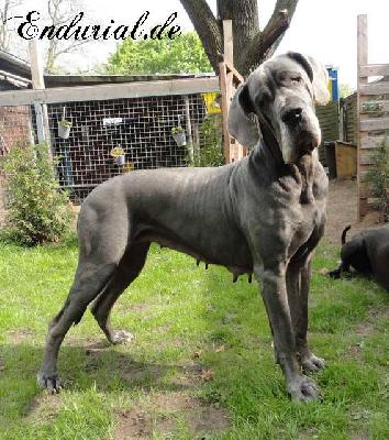 Berlin Of Blue Diablo