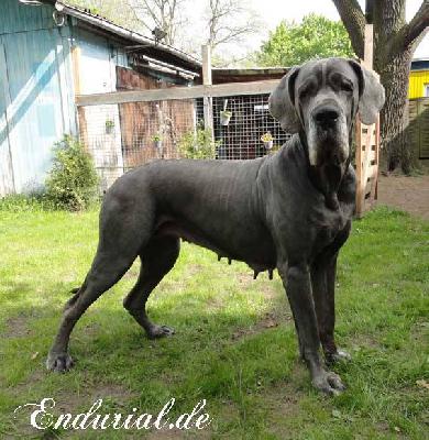 Berlin Of Blue Diablo