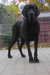 Wakanda Von Blue Ground