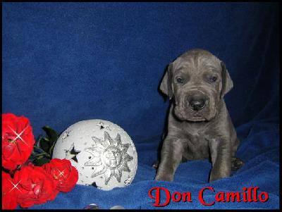 Dino Von Blue Ground