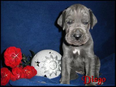 Diego Von Blue Ground