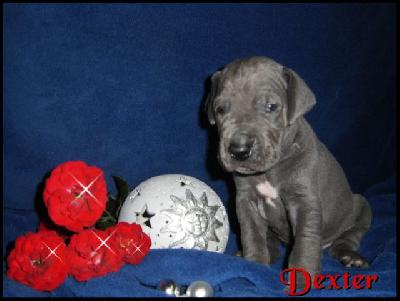 Dexter Von Blue Ground