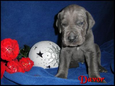 Davor Von Blue Ground