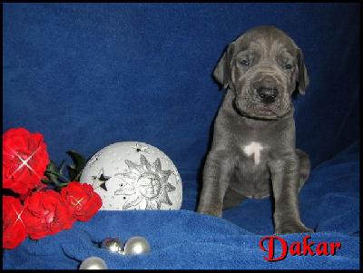 Dakar Von Blue Ground