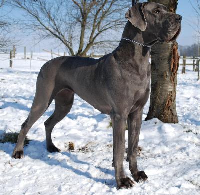 De Luxe Von Blue Ground