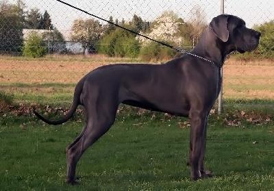 Zarina Von Blue Ground