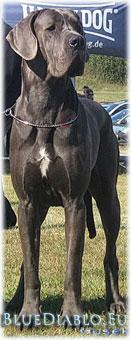 Ch Nagyiregi Biscuit