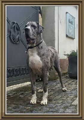 Hexe-Lilly Von Schlesien