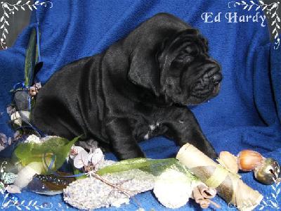 Ed-hardy Von Blue Ground