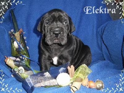 Elektra Von Blue Ground