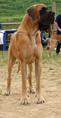 Cayman Des Terres De La Rairie