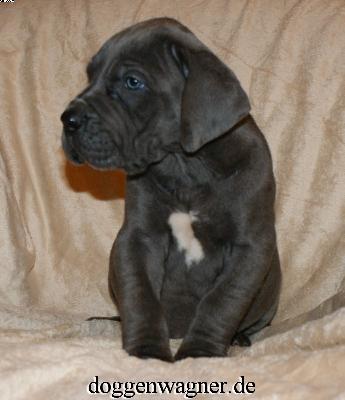 Prinz Eisenherz Vom Hause Wagner