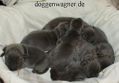 Prinz Bibi Vom Hause Wagner