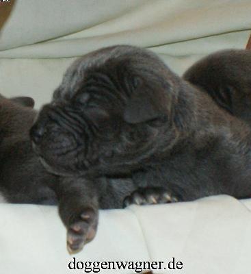 Prinz Bibi Vom Hause Wagner