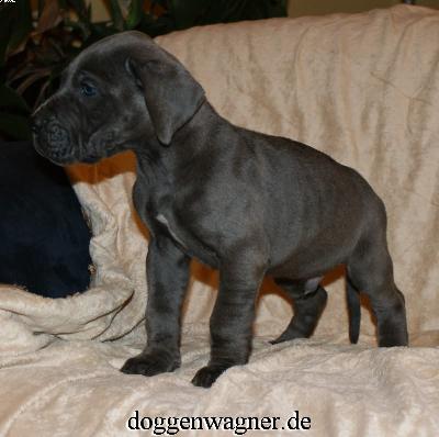 Prinz Bibi Vom Hause Wagner