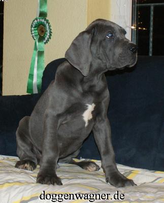 Prinz Harry Vom Hause Wagner