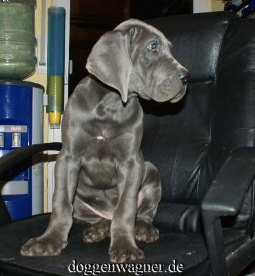 Prinzessin Maxima Vom Hause Wagner