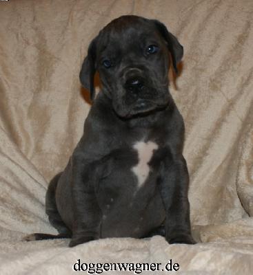 Prinzessin Victoria Vom Hause Wagner