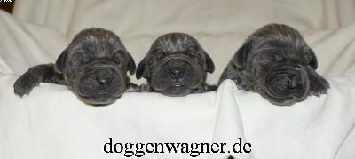 Prinzessin Victoria Vom Hause Wagner