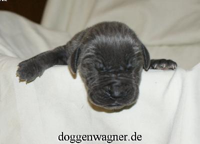 Prinzessin Katarina Vom Hause Wagner