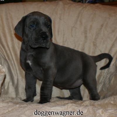 Prinzessin Katarina Vom Hause Wagner