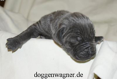 Prinzessin Chloe Vom Hause Wagner