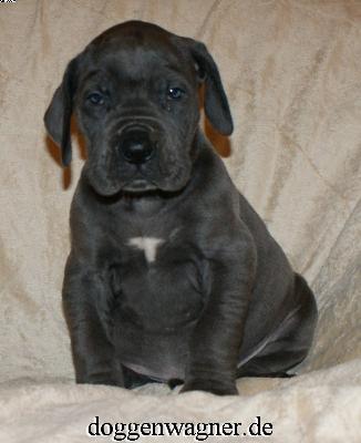 Prinzessin Chloe Vom Hause Wagner