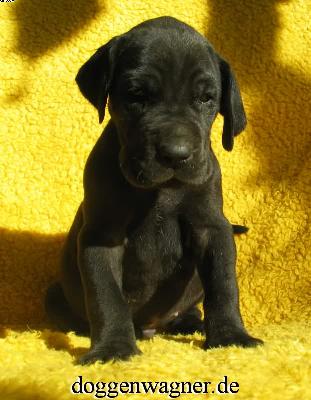 Ch Qai Vom Hause Wagner