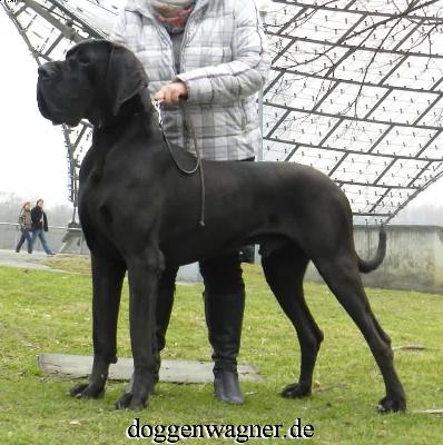 Ch Qai Vom Hause Wagner