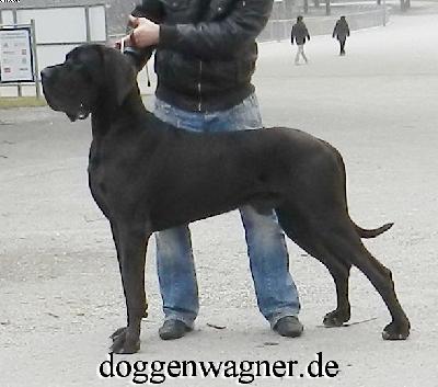 Ch Qai Vom Hause Wagner