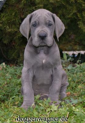 Quadrant Vom Hause Wagner