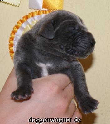 Quadrant Vom Hause Wagner