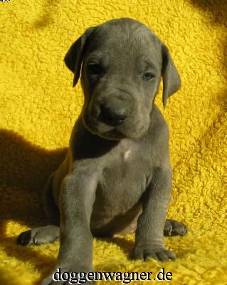 Quadrant Vom Hause Wagner