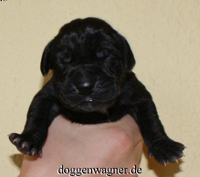 Quadrille Vom Hause Wagner