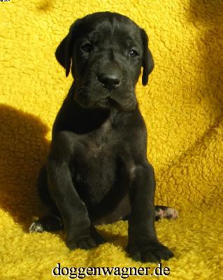 Quadrille Vom Hause Wagner