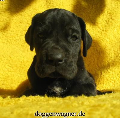 Queen Rebecca Vom Hause Wagner