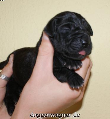 Queen Rebecca Vom Hause Wagner