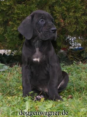 Qurina Vom Hause Wagner