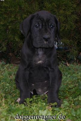 Quratia Vom Hause Wagner