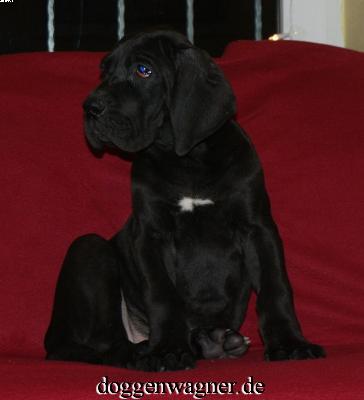 Ch Quirl Vom Hause Wagner