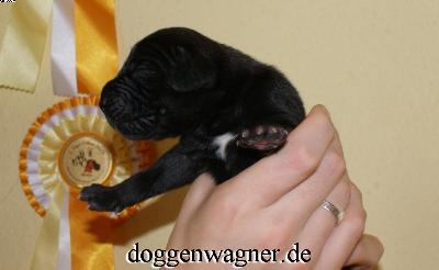 Ch Quirl Vom Hause Wagner