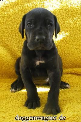 Ch Quirl Vom Hause Wagner