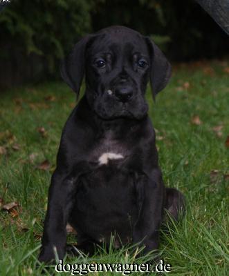 Ch Quirl Vom Hause Wagner