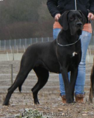 Ch Quirl Vom Hause Wagner