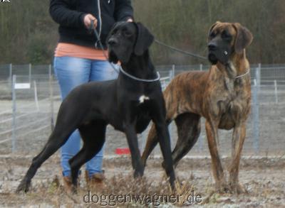 Ch Quirl Vom Hause Wagner