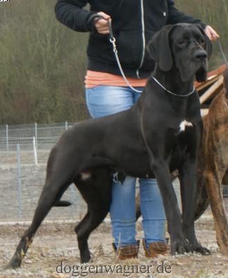 Ch Quirl Vom Hause Wagner