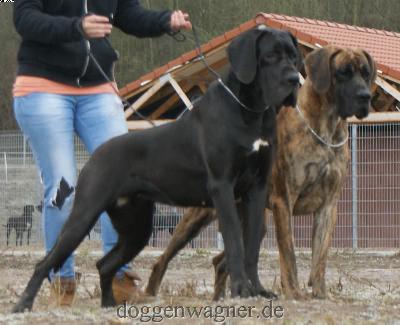 Ch Quirl Vom Hause Wagner