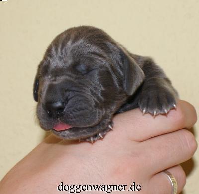 Ch Quanta Vom Hause Wagner