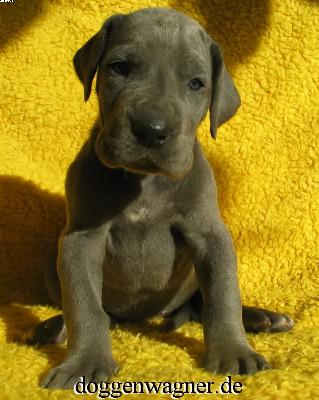 Ch Quanta Vom Hause Wagner