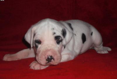 Cesario Beaux Chiens